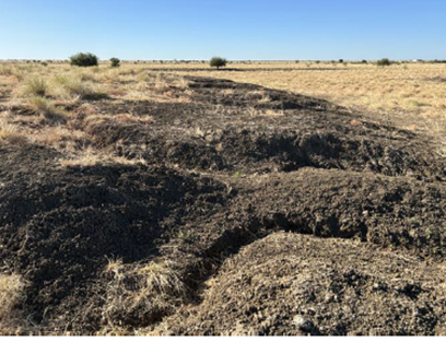 Some run off erosion at the flood refuge mound.