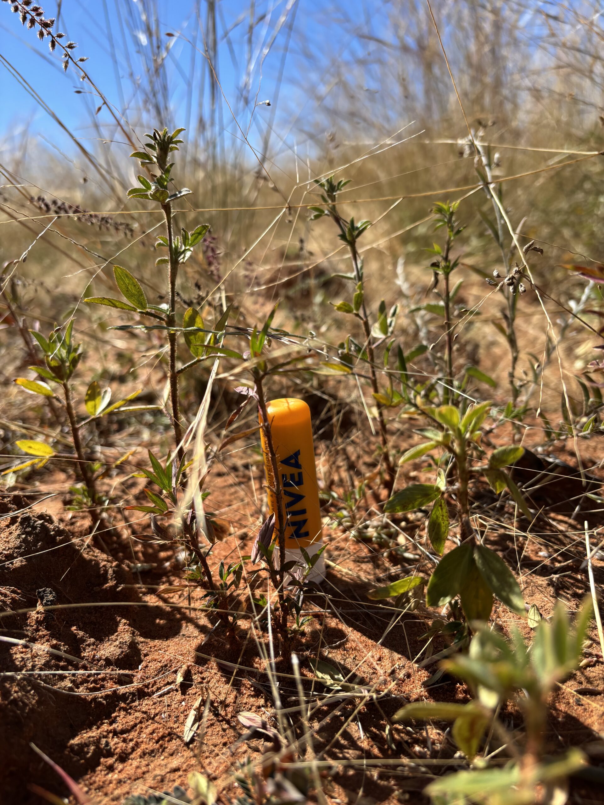 Ground level photo showing red soil and green stylo plants about double the height of a lip balm tube.