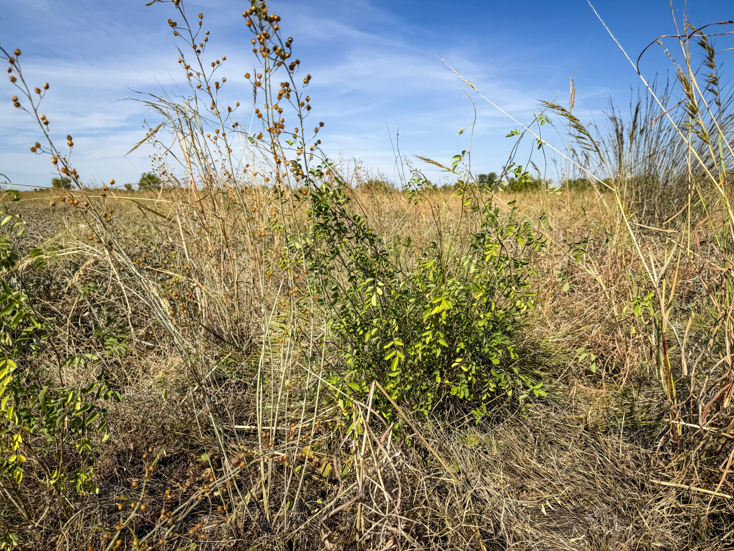Butterfly pea in the Victoria River District, NT