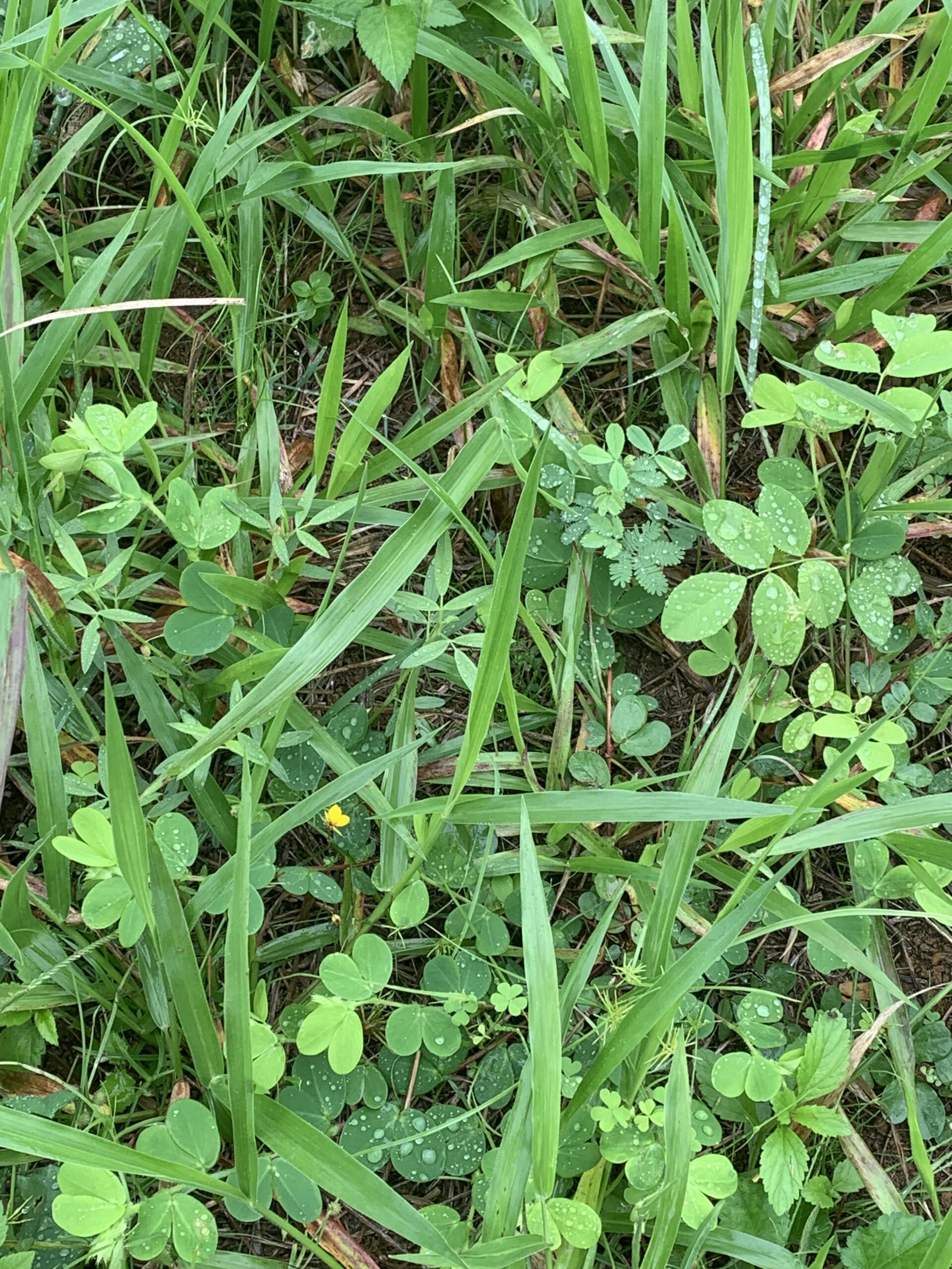 Close up view of green legumes and grass growing in amongst each other.
