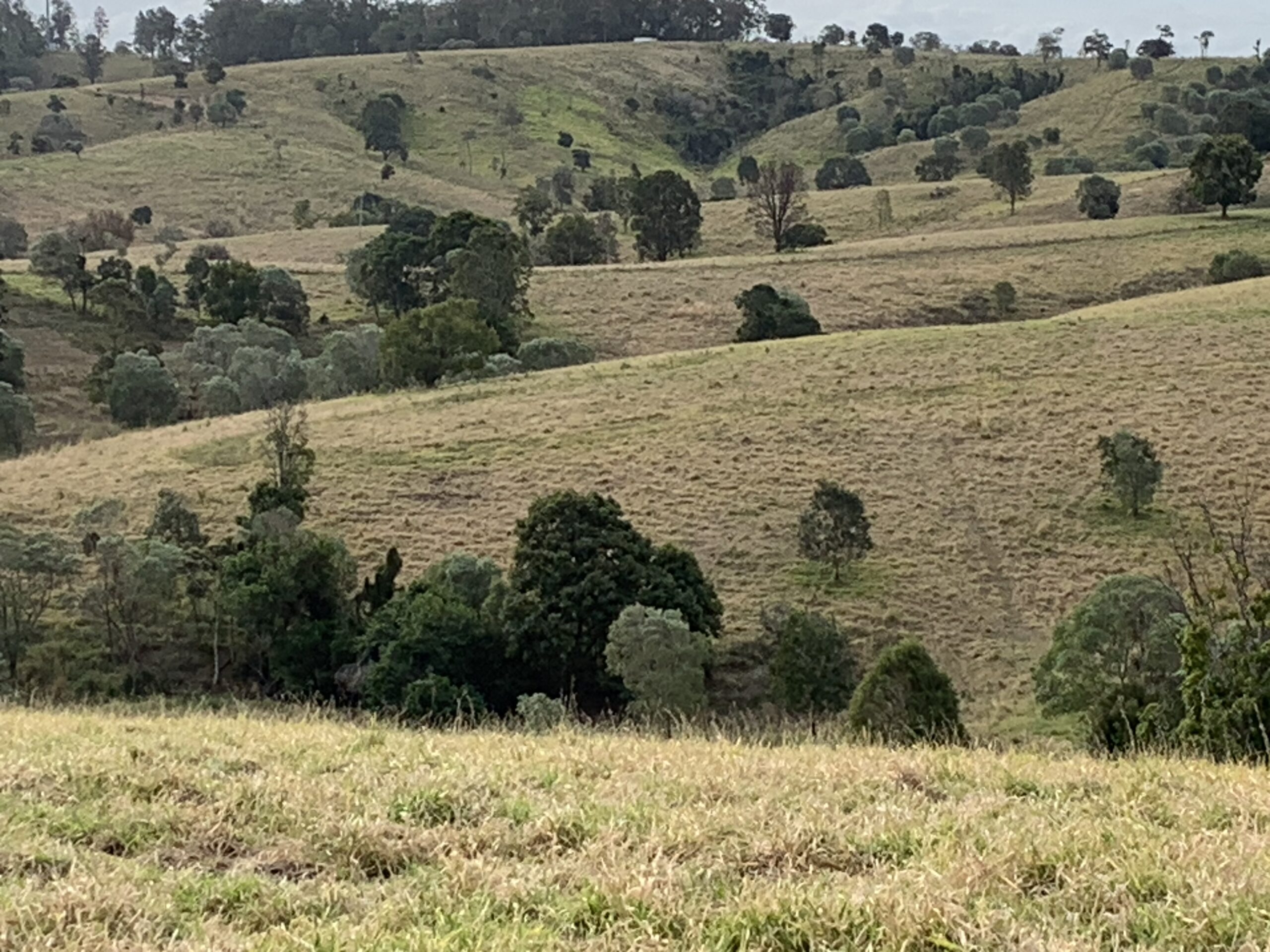 Photo of sloped hills with hayed off grass but a green strip can still be seed around the tops of the hills.