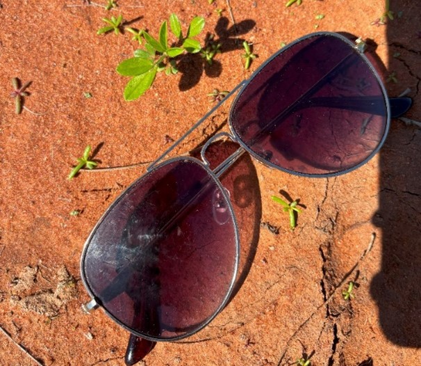 Baby stylo seedlings germinating on red soil. A pair of sunglasses is used for scale.