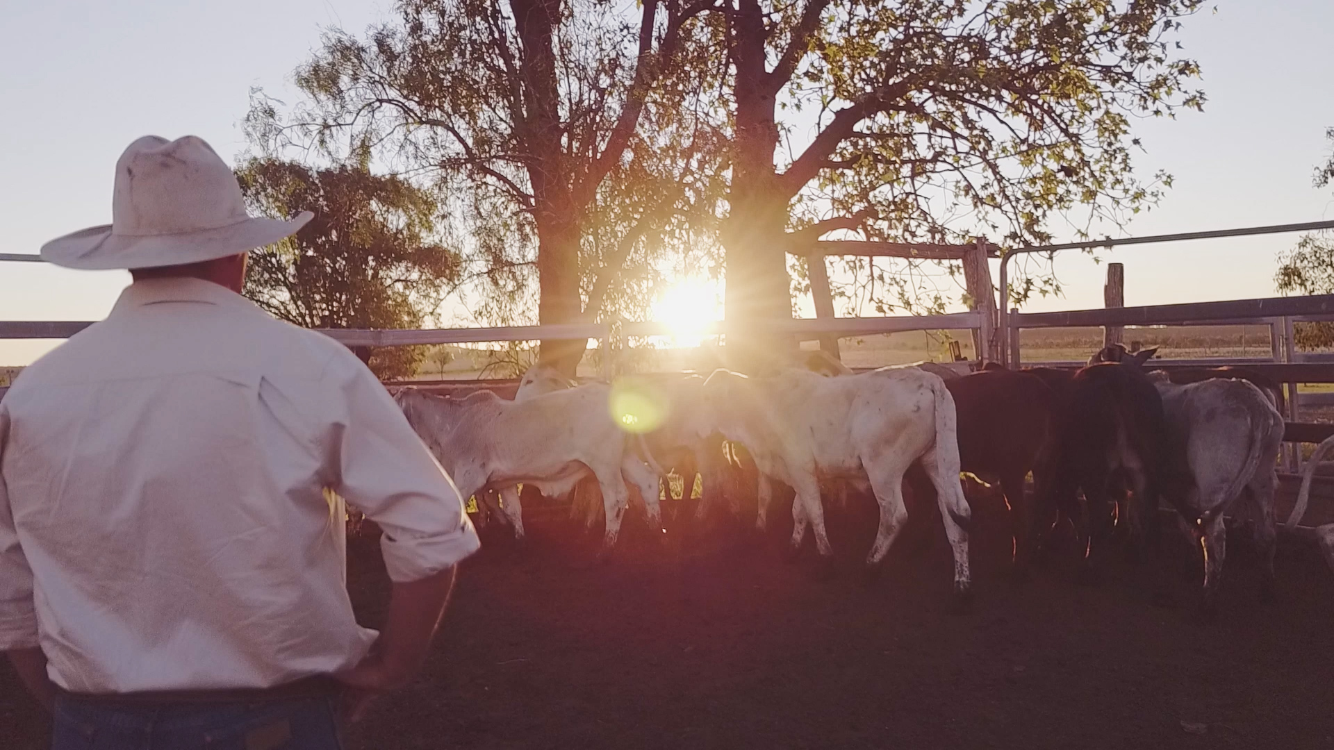 Decorative image of a proud male farm employee, admiring weaners in the yards at sunset.