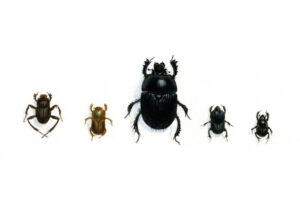 Image of different types of dung beetles.