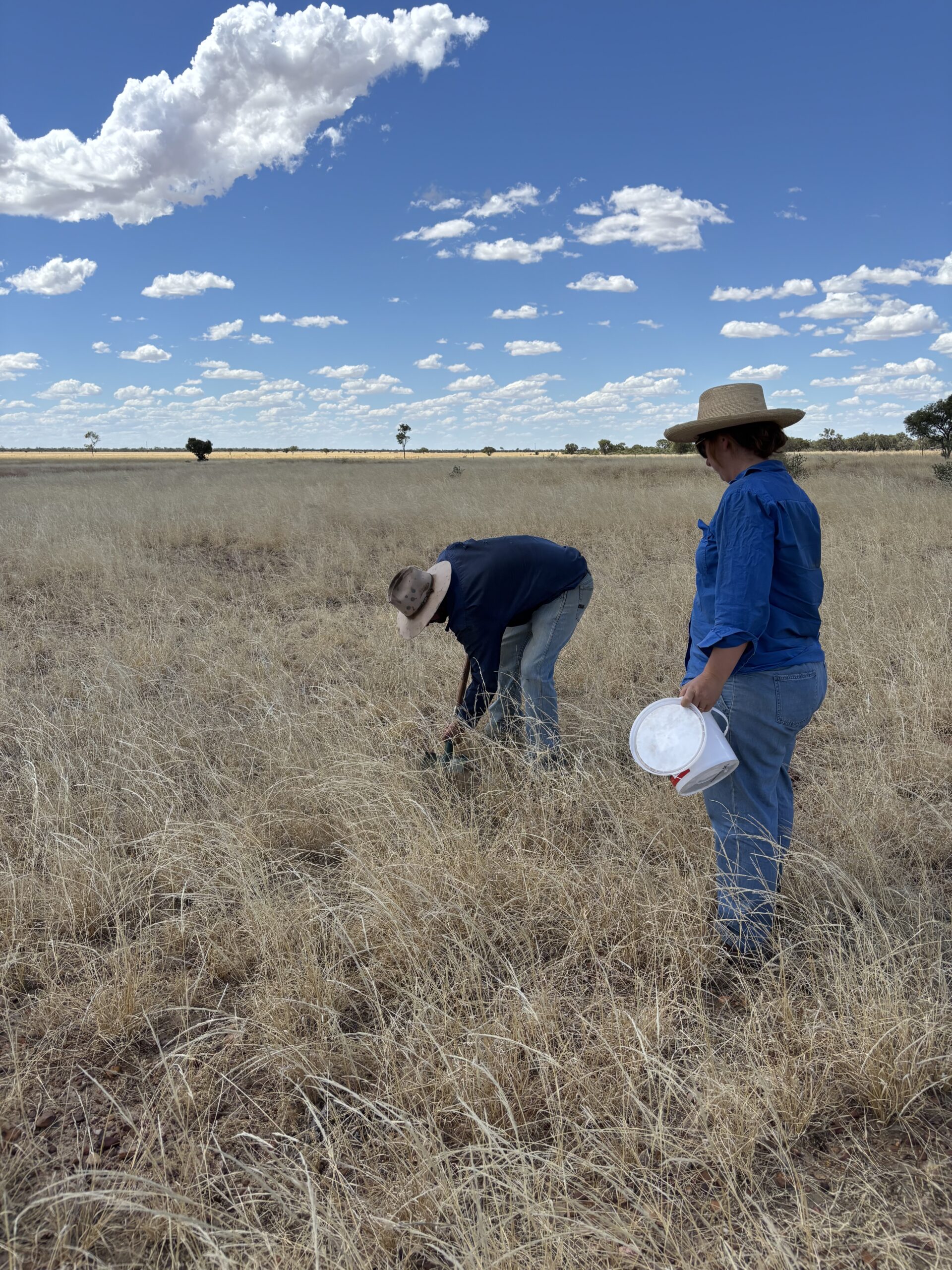 A man and a woman in a paddock of dry grass collection soil samples in a bucket.