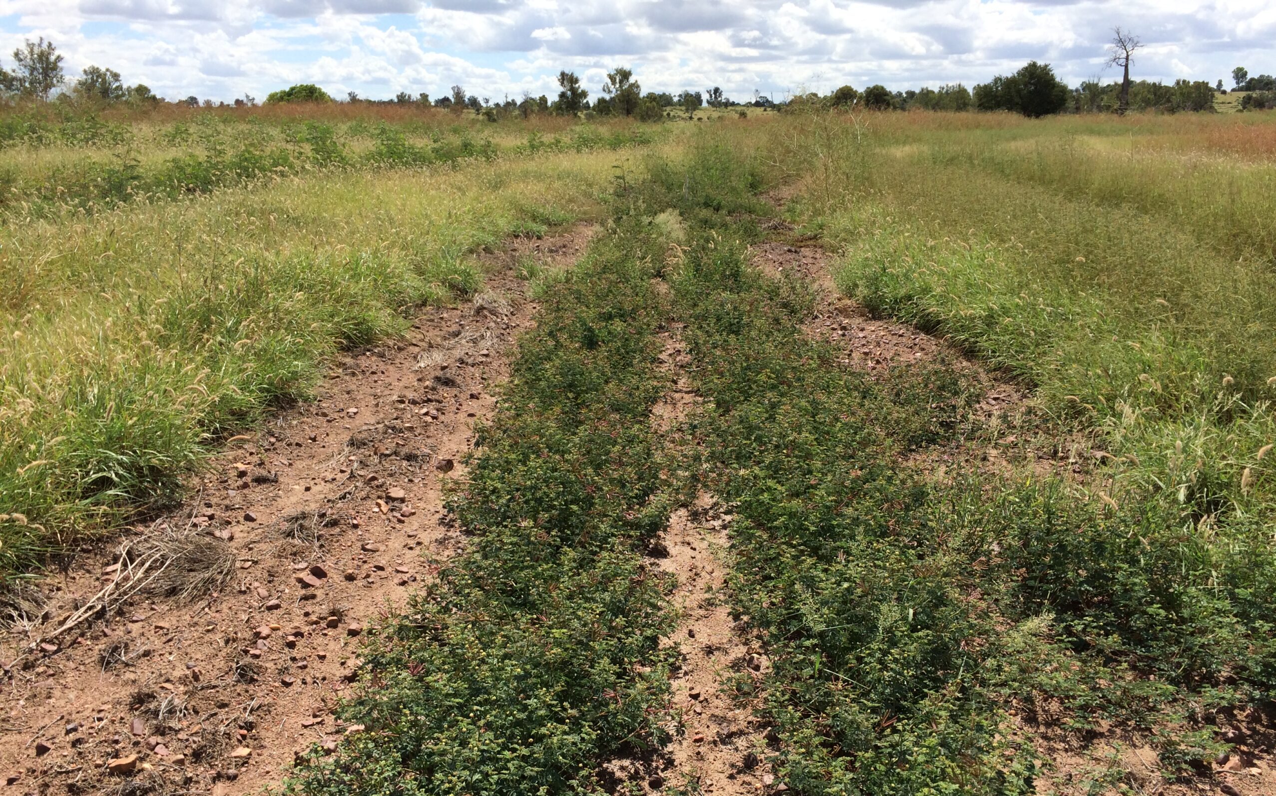 Two rows of desmanthus legume planted into a paddock of grass.