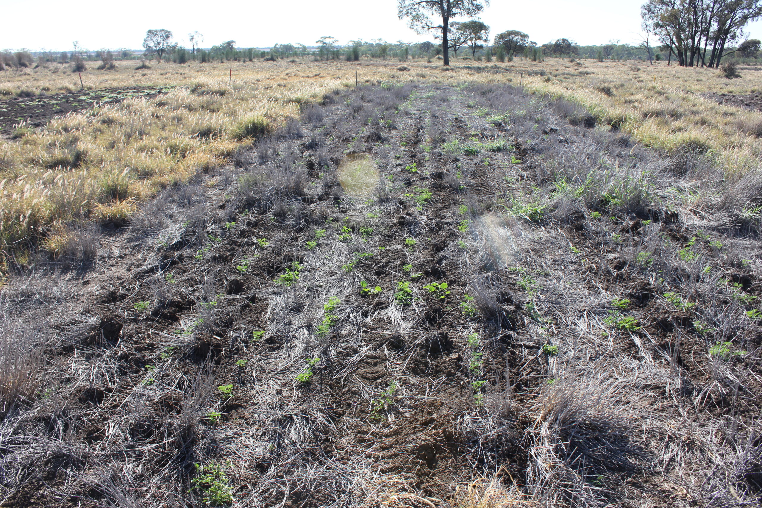 Fallow strip of soil with small legumes seen germinating.