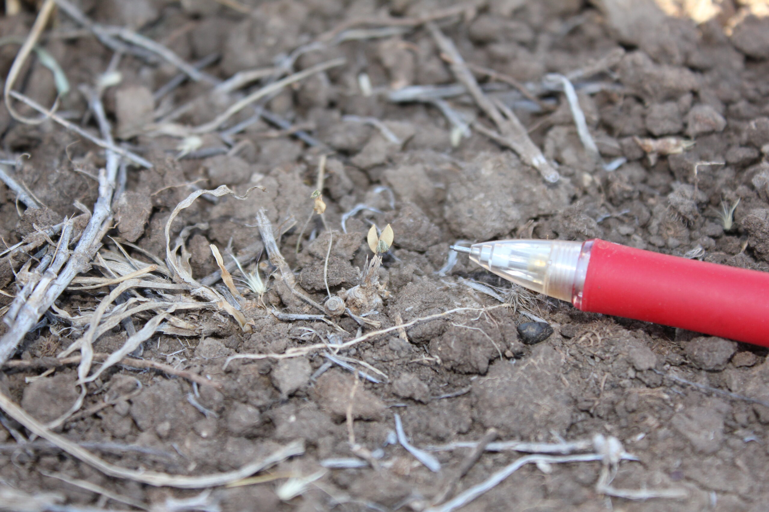 Close up photo of the soil wit the tip of a pen used as scale to show a withered seedling.