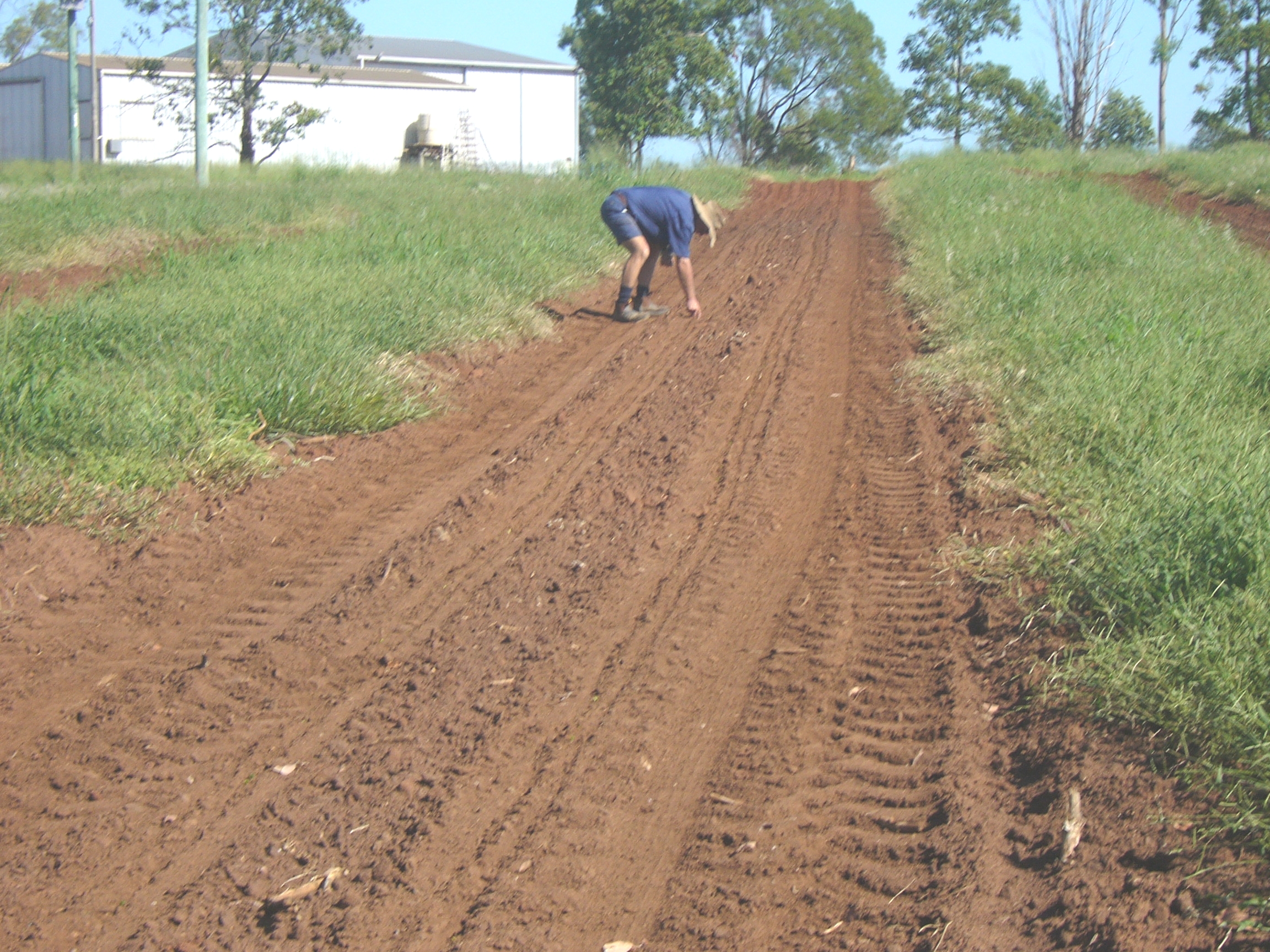 Bare soil in between grass strips.