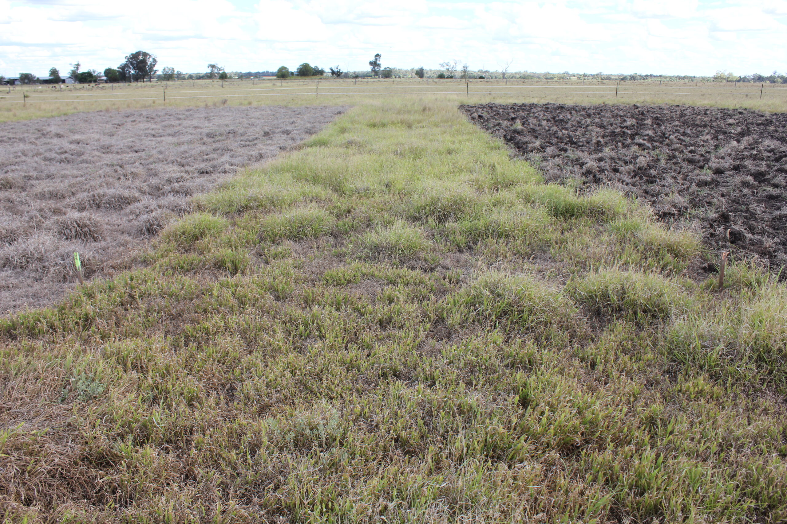 Photo showing two strips in amongst green grass. Strip on the left is dead grass. Strip on the right is cultivated.