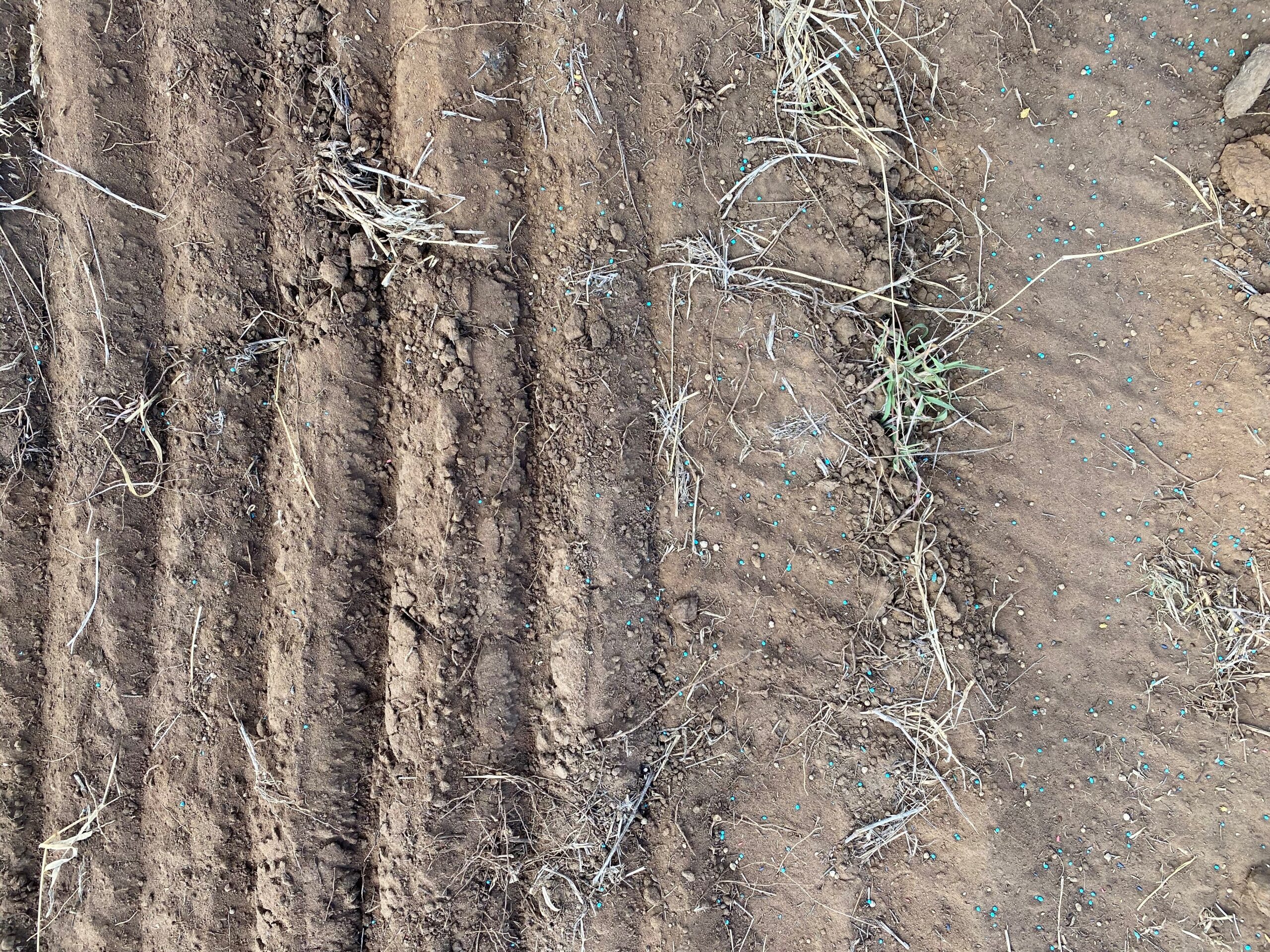 Close up view of tiny pasture seeds on top of the soil