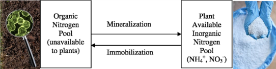 Microbes determining nitrogen movement