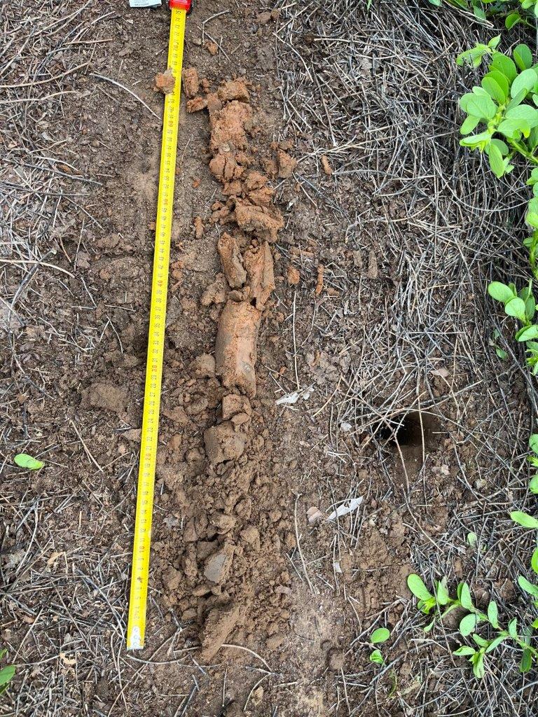 Soil core