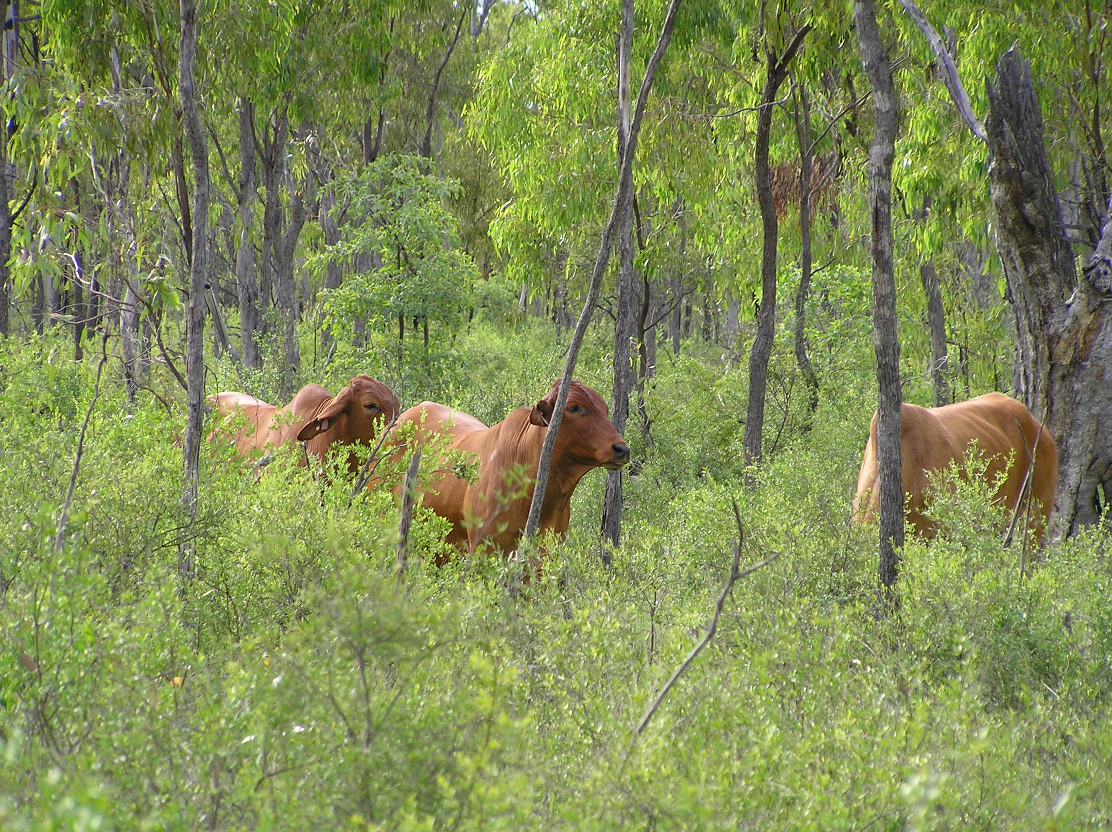 Currant bush in dense stands with cattle in the middle of the image.
