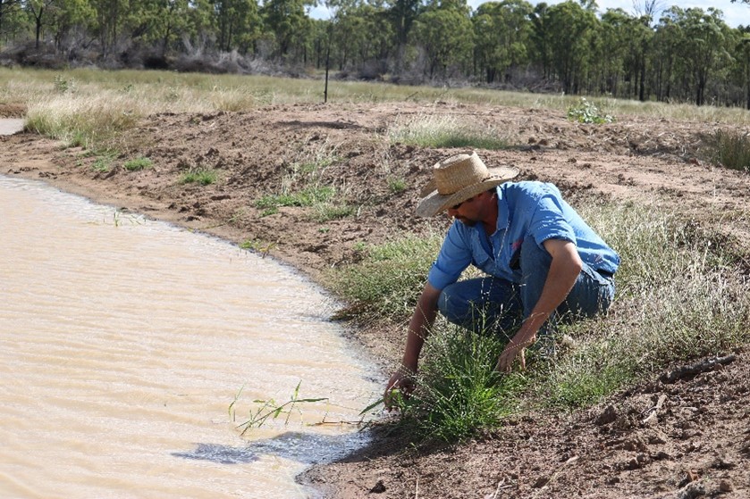 Burnett grazier, Dave Smith, inspecting a successful diversion bank on his property. The bank is holding water and is partially vegetated