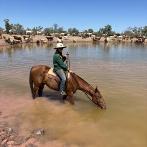 Extension officer on a horse that's drinking water from a dam with cattle in background