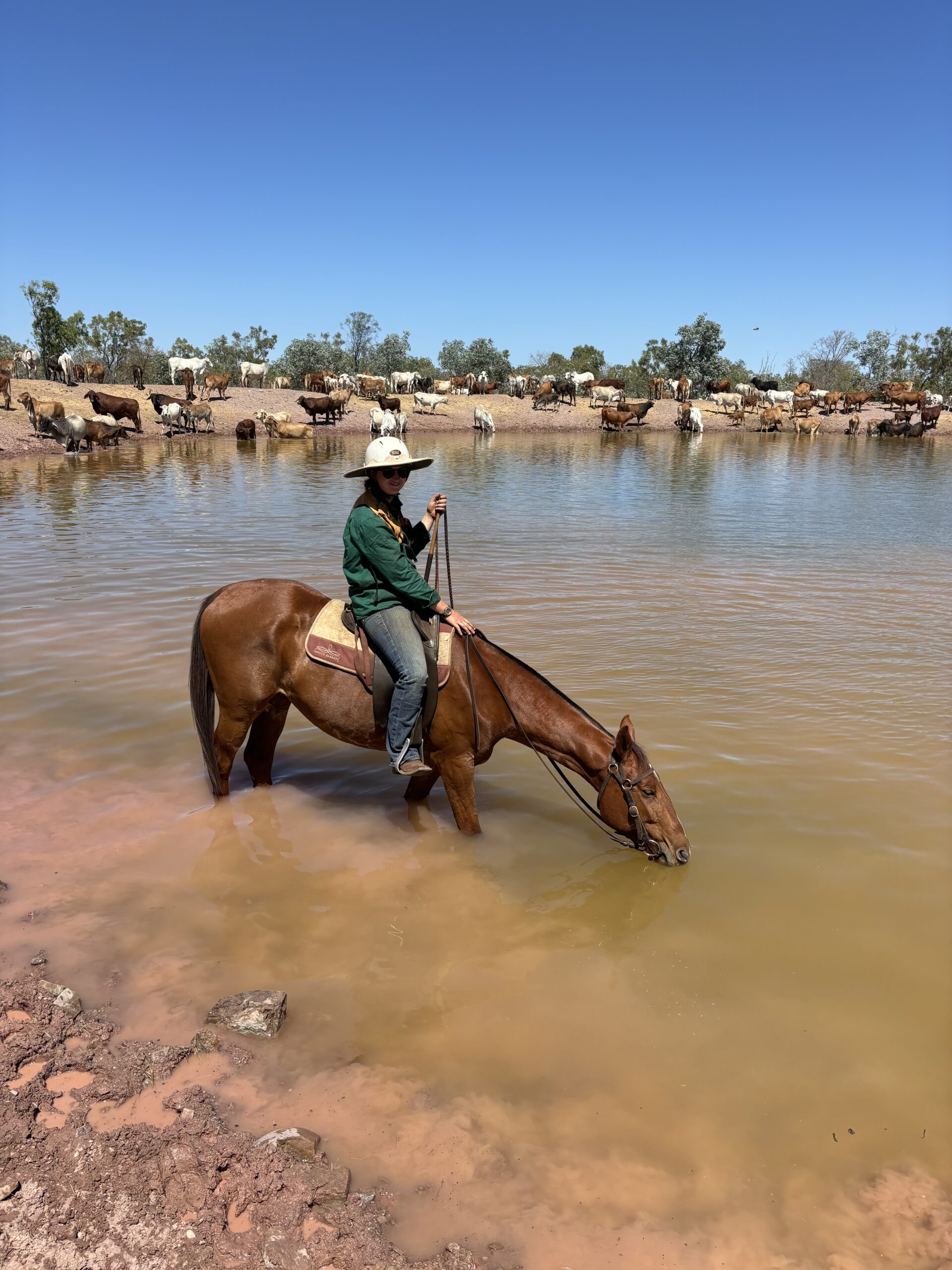 Extension officer on a horse that's drinking water from a dam with cattle in background