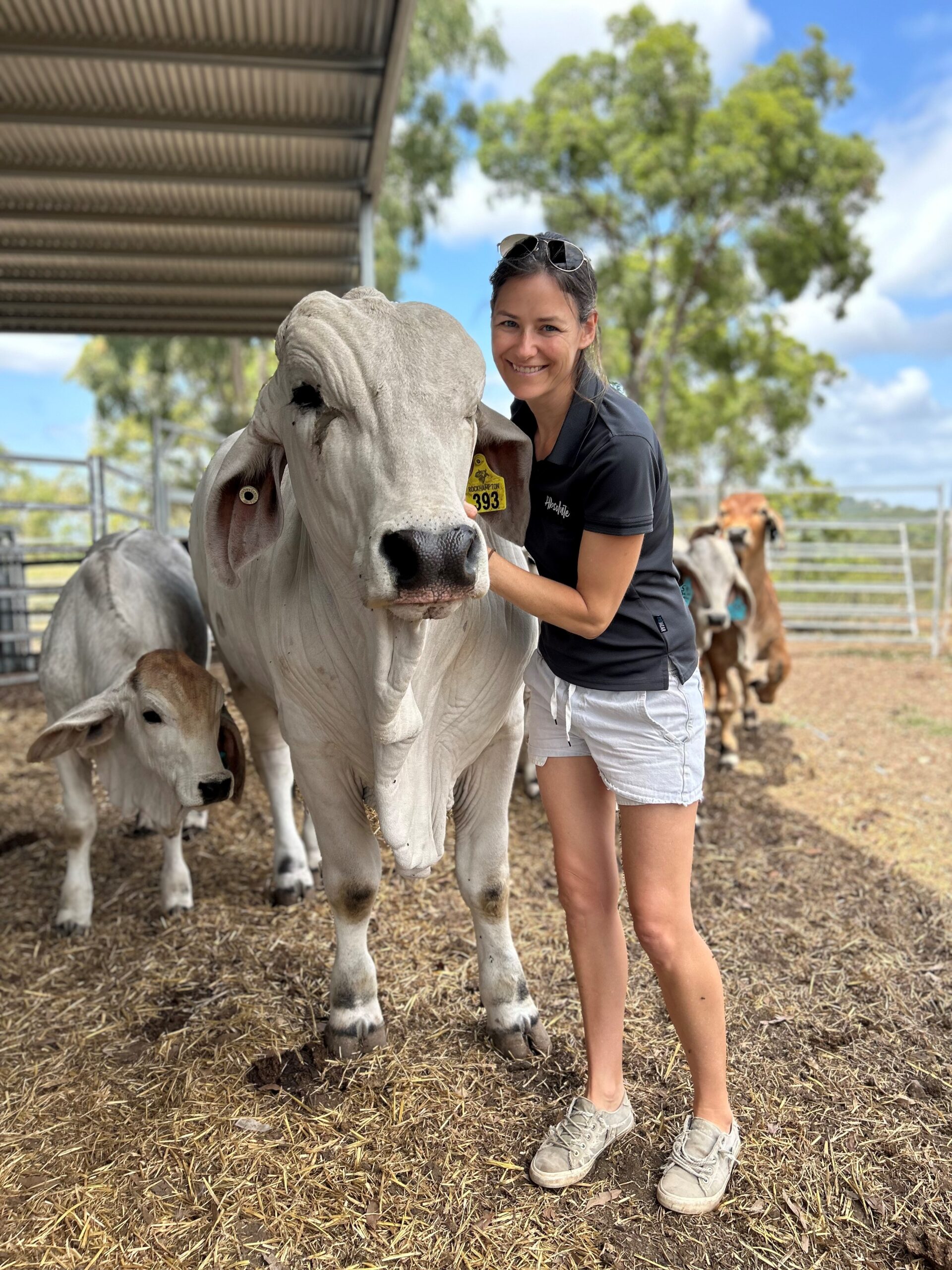 Project Officer grooming Brahman bull
