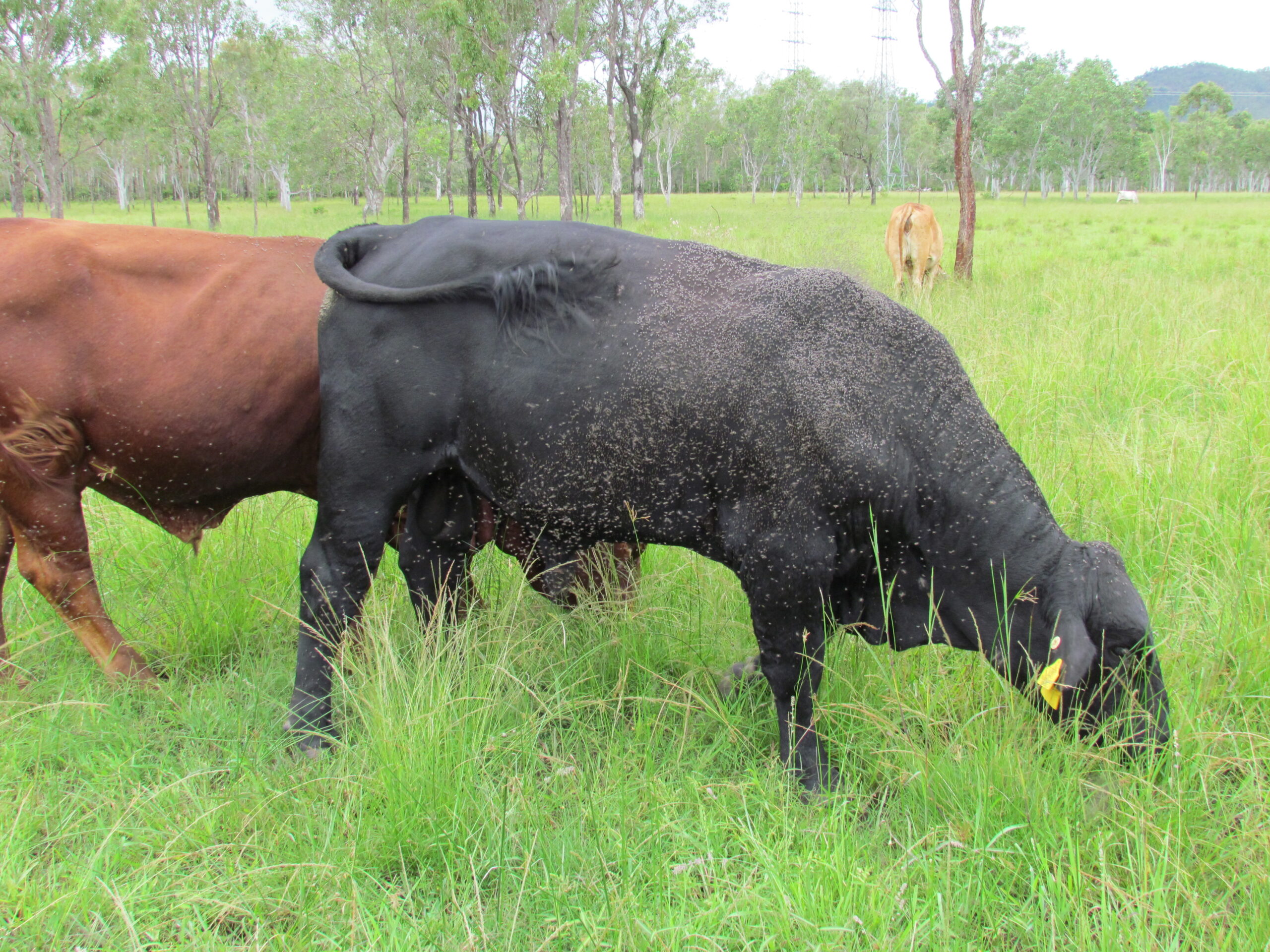 Two well-grown steers in an open paddock of green grass swishing their tails in response to buffalo fly burden