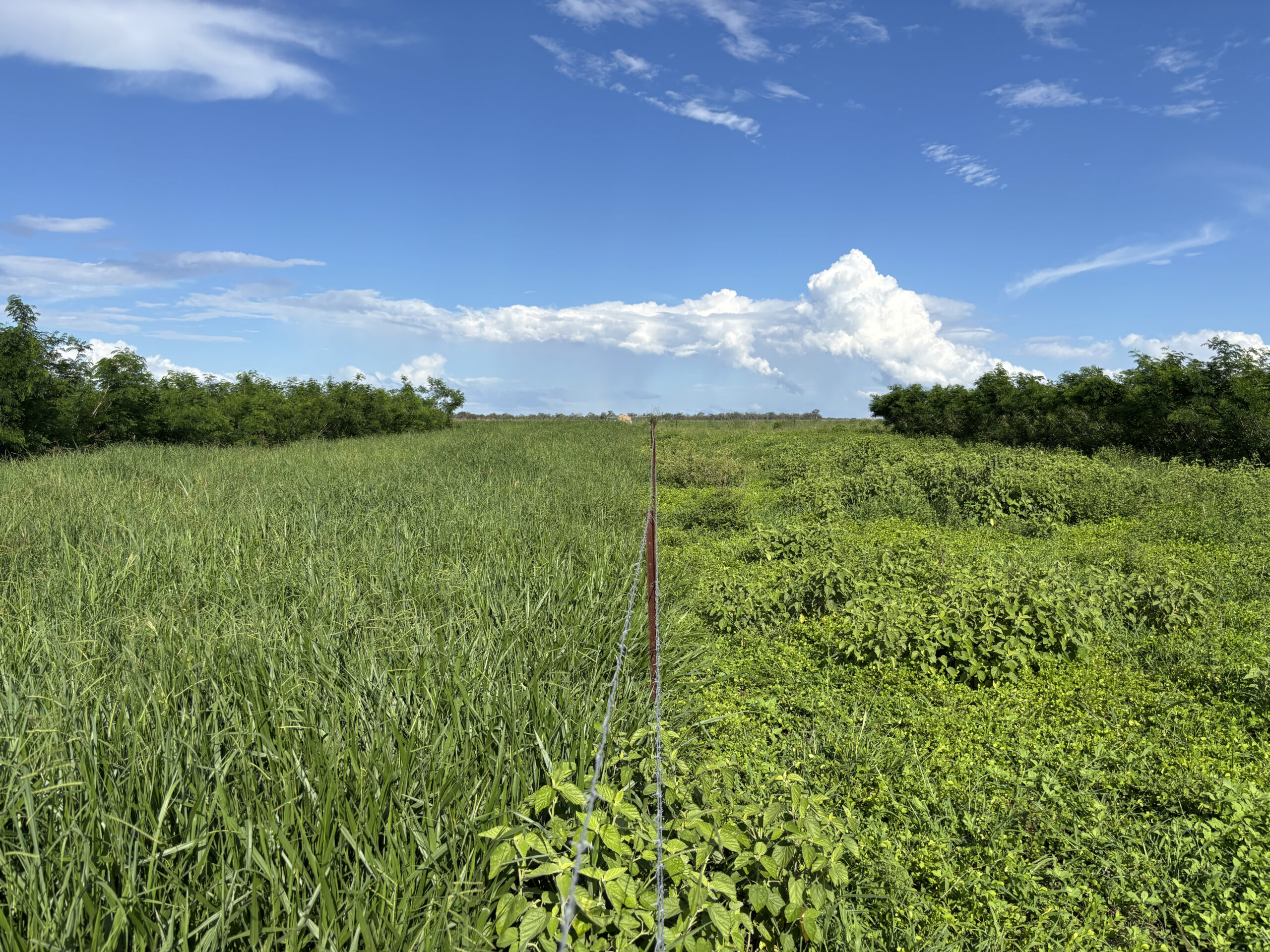 Photo taken standing over a fence line with new fresh grass pasture on the left and weeds and Wynn cassia legume on the right.