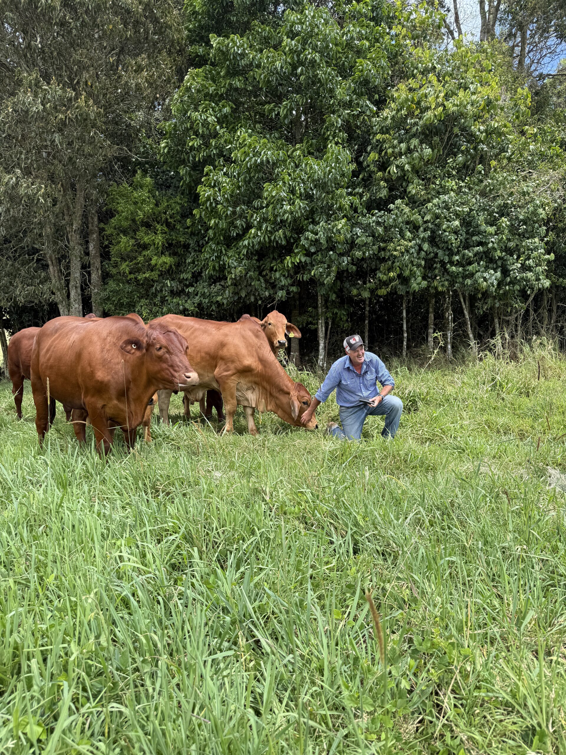 Man crouching down in the pasture patting a red steer.