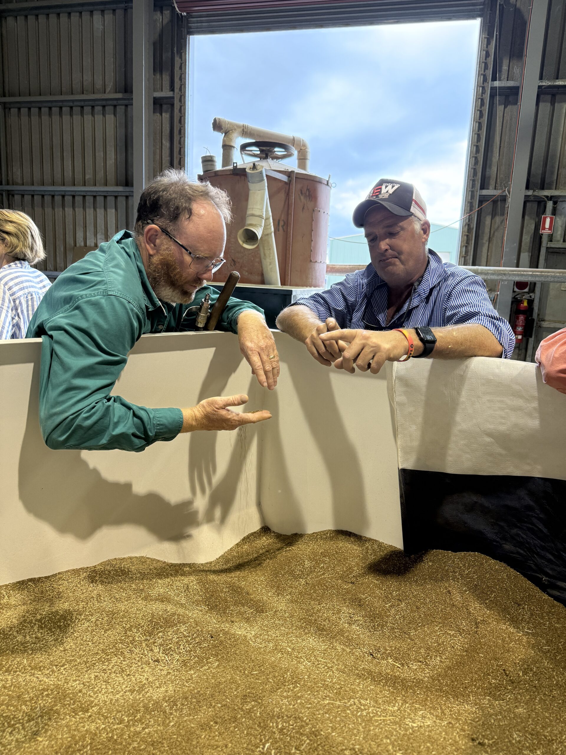 Two men reaching over the edge of a large bin of seed and picking small amounts up in their hands to inspect closely.