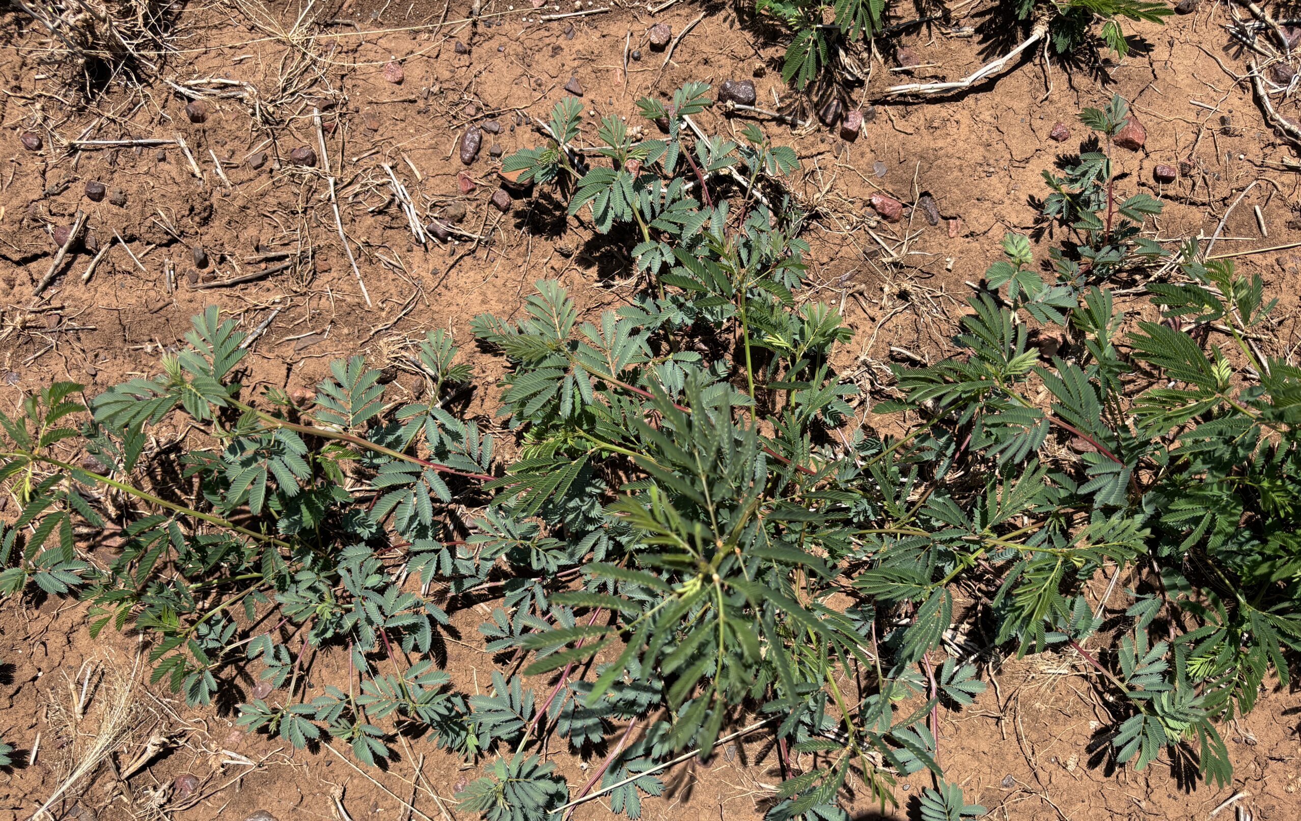 Close up photos of healthy desmanthus plants growing in red soil.