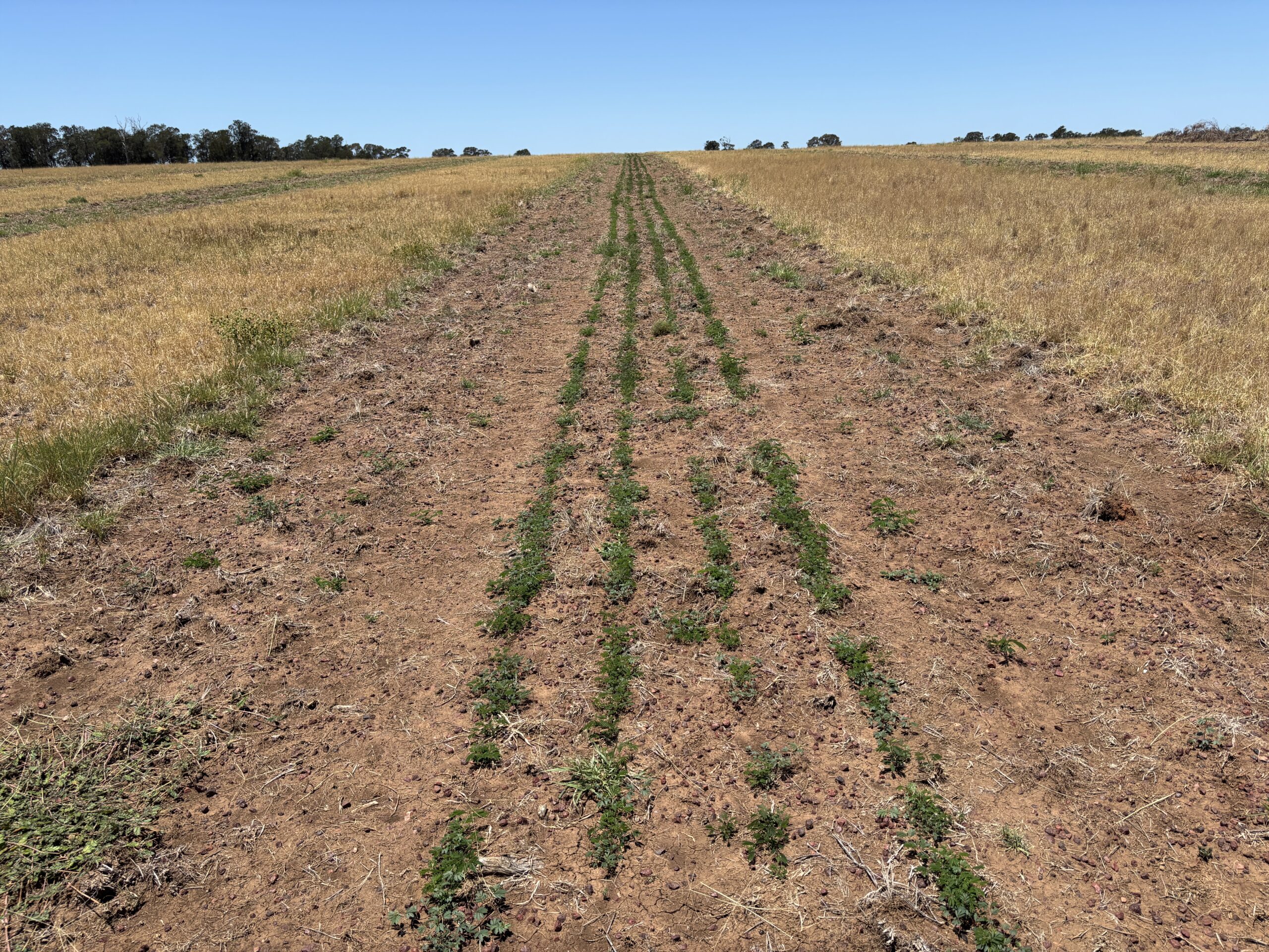 Strip of bare soil with 4 lines of seedlings coming up within it.