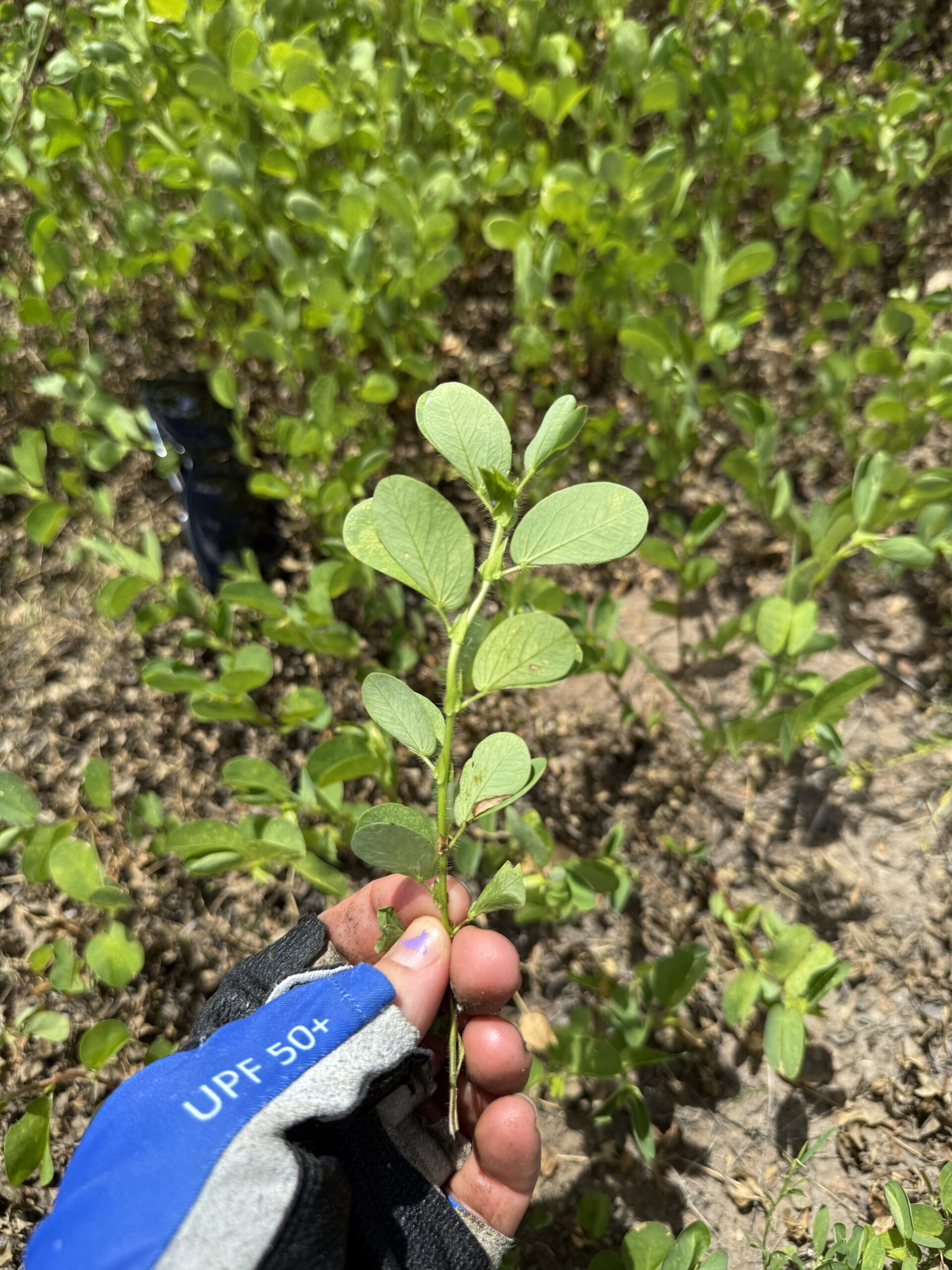 Close up of a hand holding a piece of a green plant with alternate bifoliate leaves coming off one main stem.