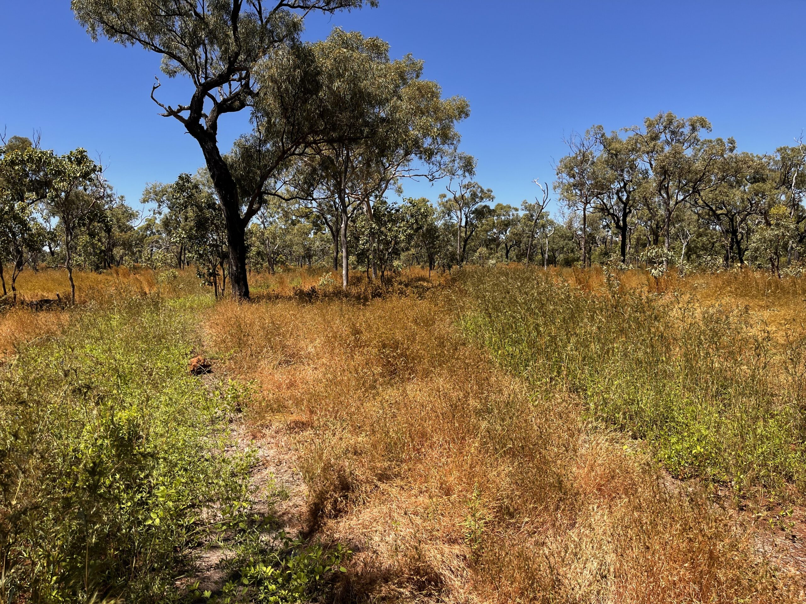 Dry grass with two strips of green legumes growing either side.