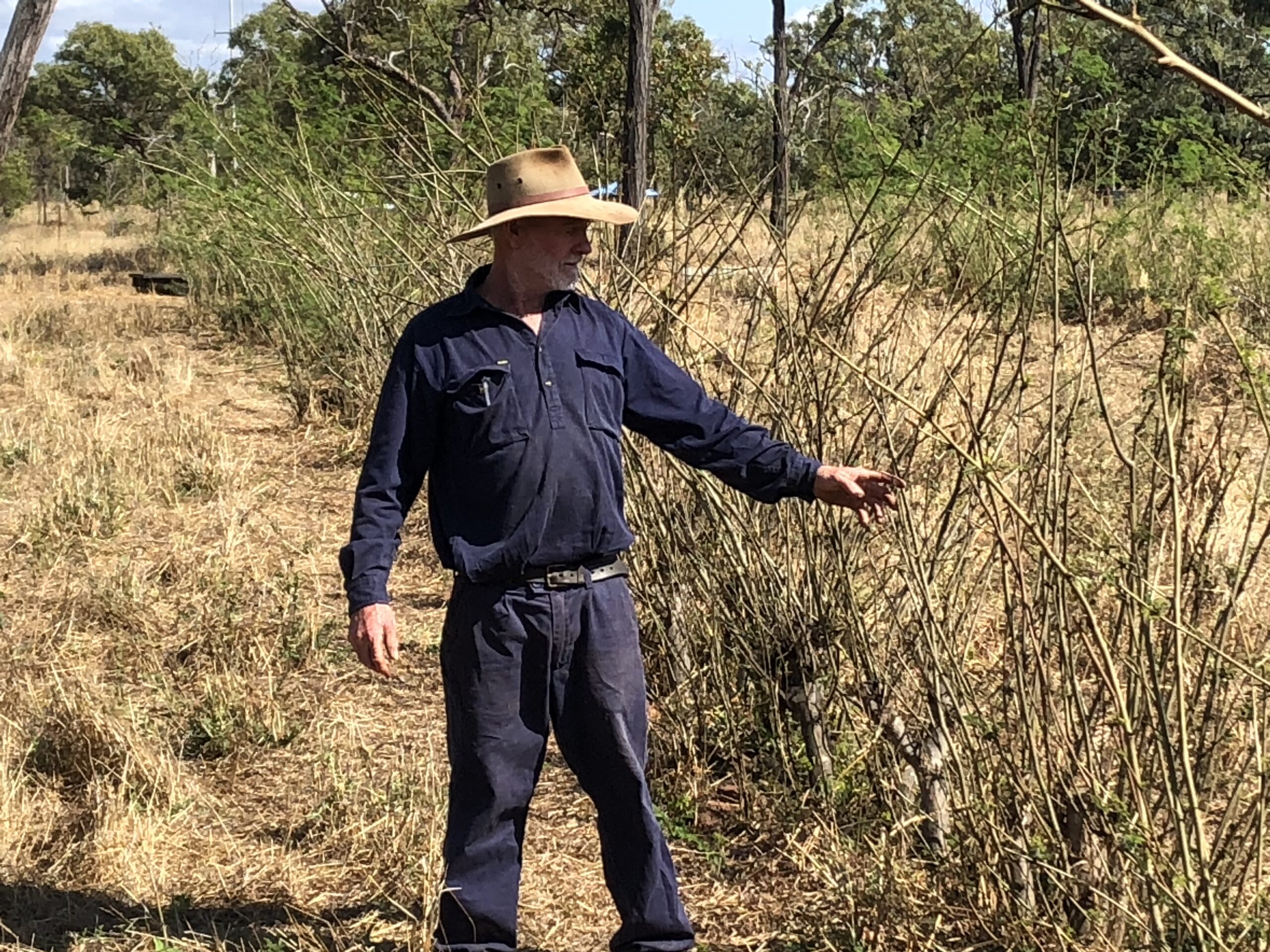Man in long pants and long sleeved shirt inspecting a row of leucaena.