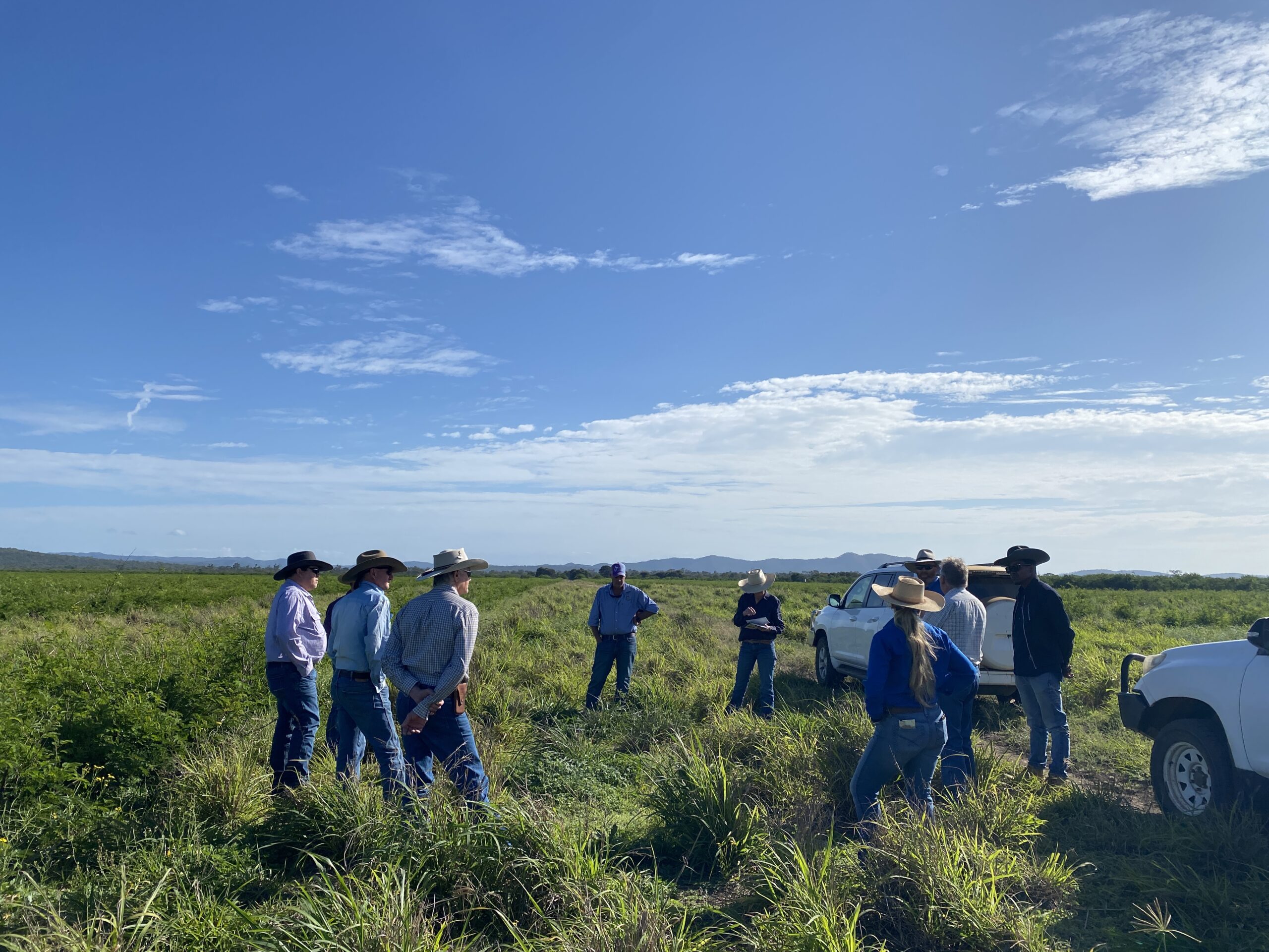 Group of producers standing in a paddock of freshly chopped leucaena rows.