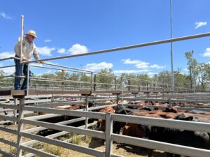 Jim Durkin assessing the entries in the Callide Dawson Beef Carcase Competition