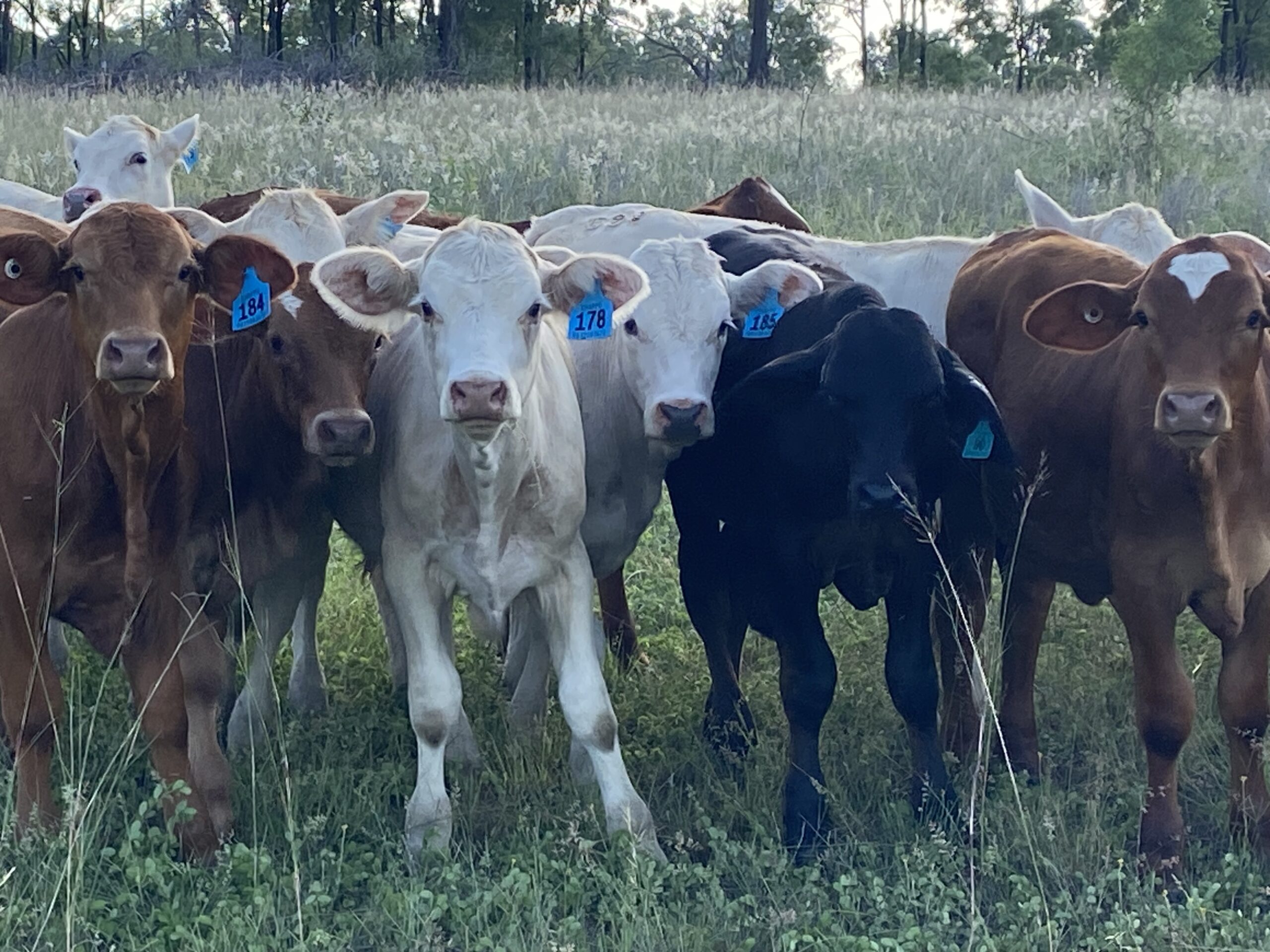 Weaners bunched up looking straight at the camera.