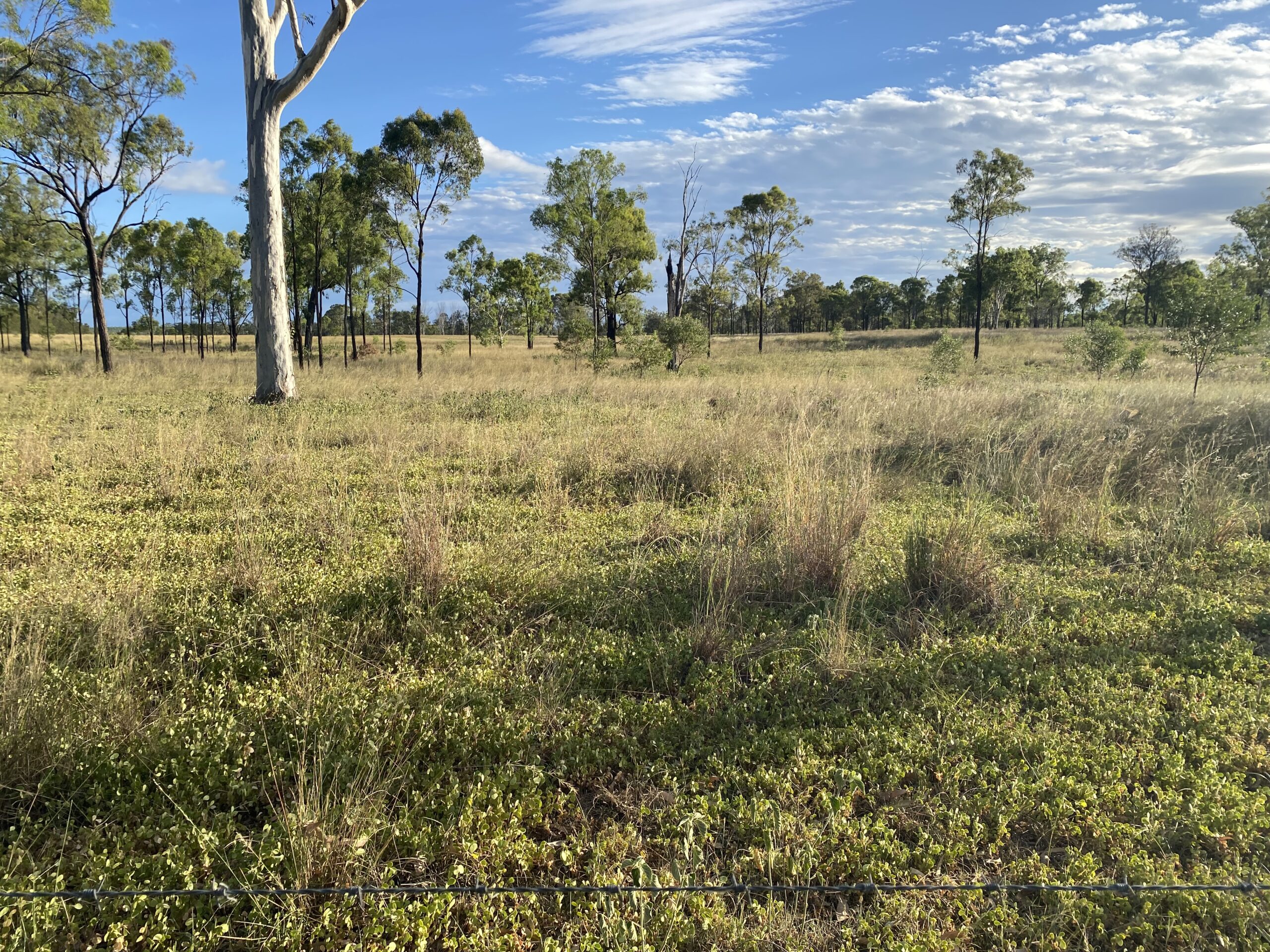Landscape photo of hayed off pasture with timber in the background.