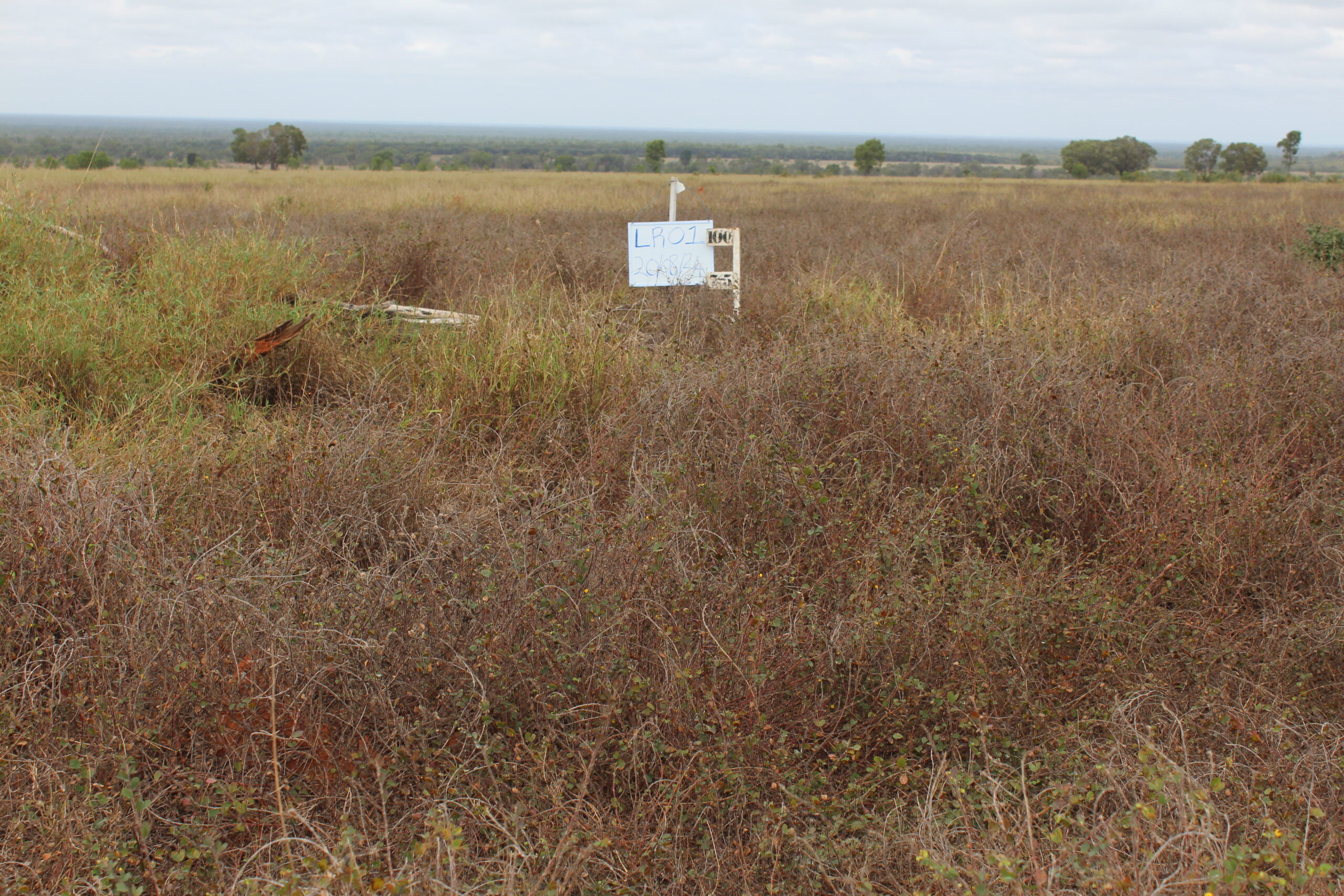 Photo of paddock with mostly hayed off wynn cassia with a steel picket and height marker showing the pasture is about 75cm high.