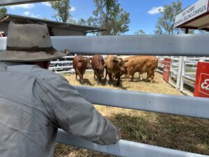 Callide Dawson Beef Carcass Competition live assessment