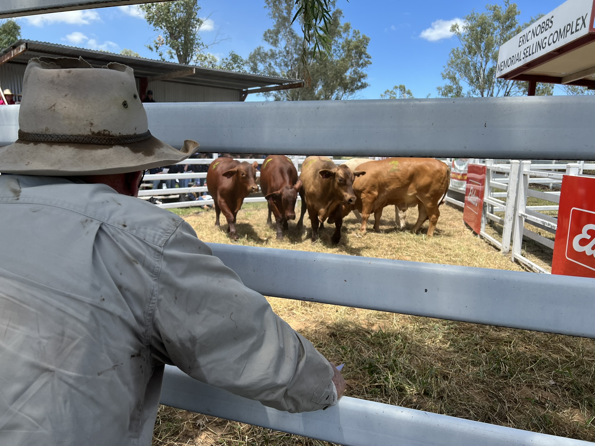 Callide Dawson Beef Carcass Competition live assessment