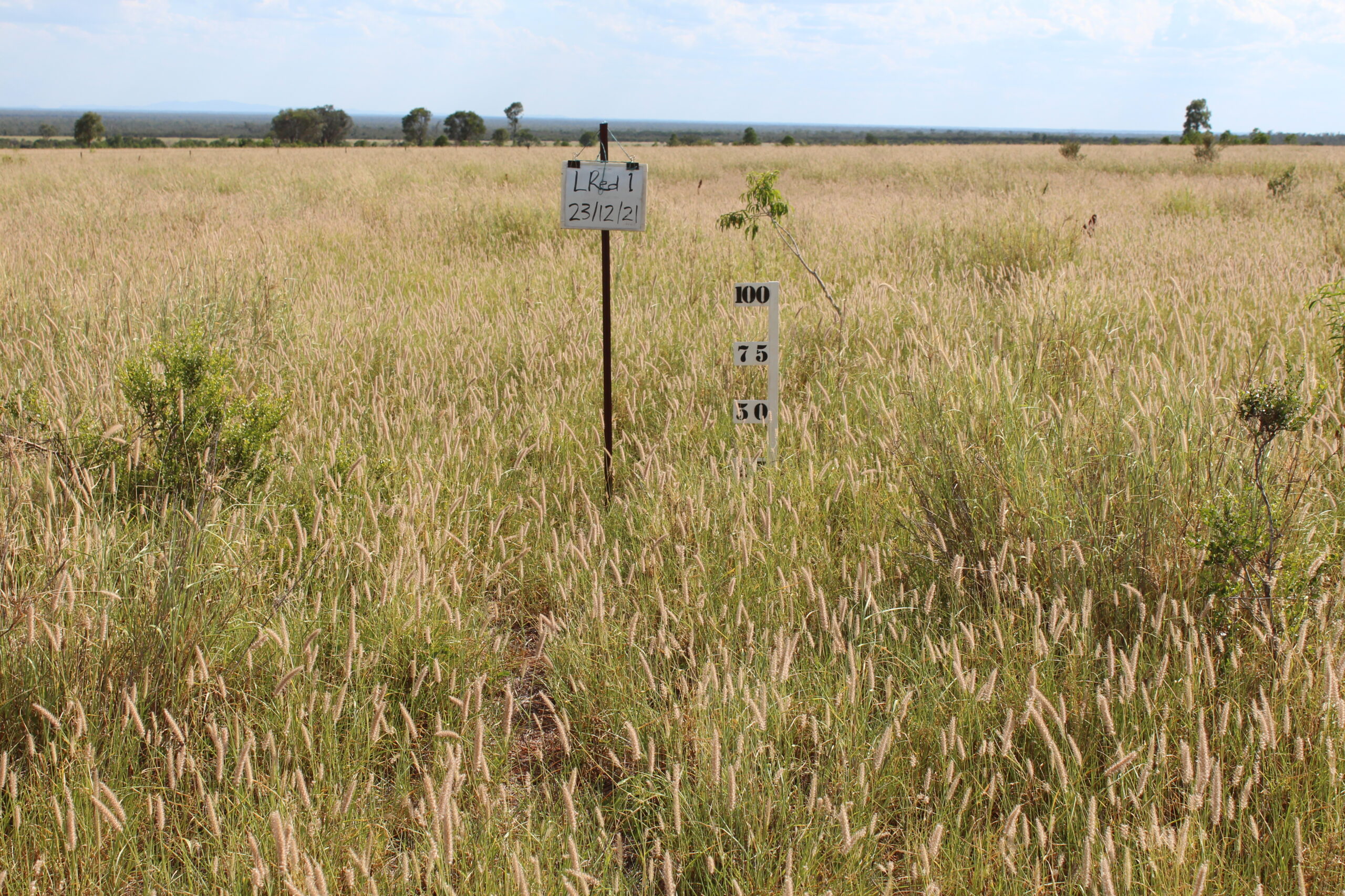 Photo of grass with a steel picket and height marker showing the buffel grass is about 50cm high.