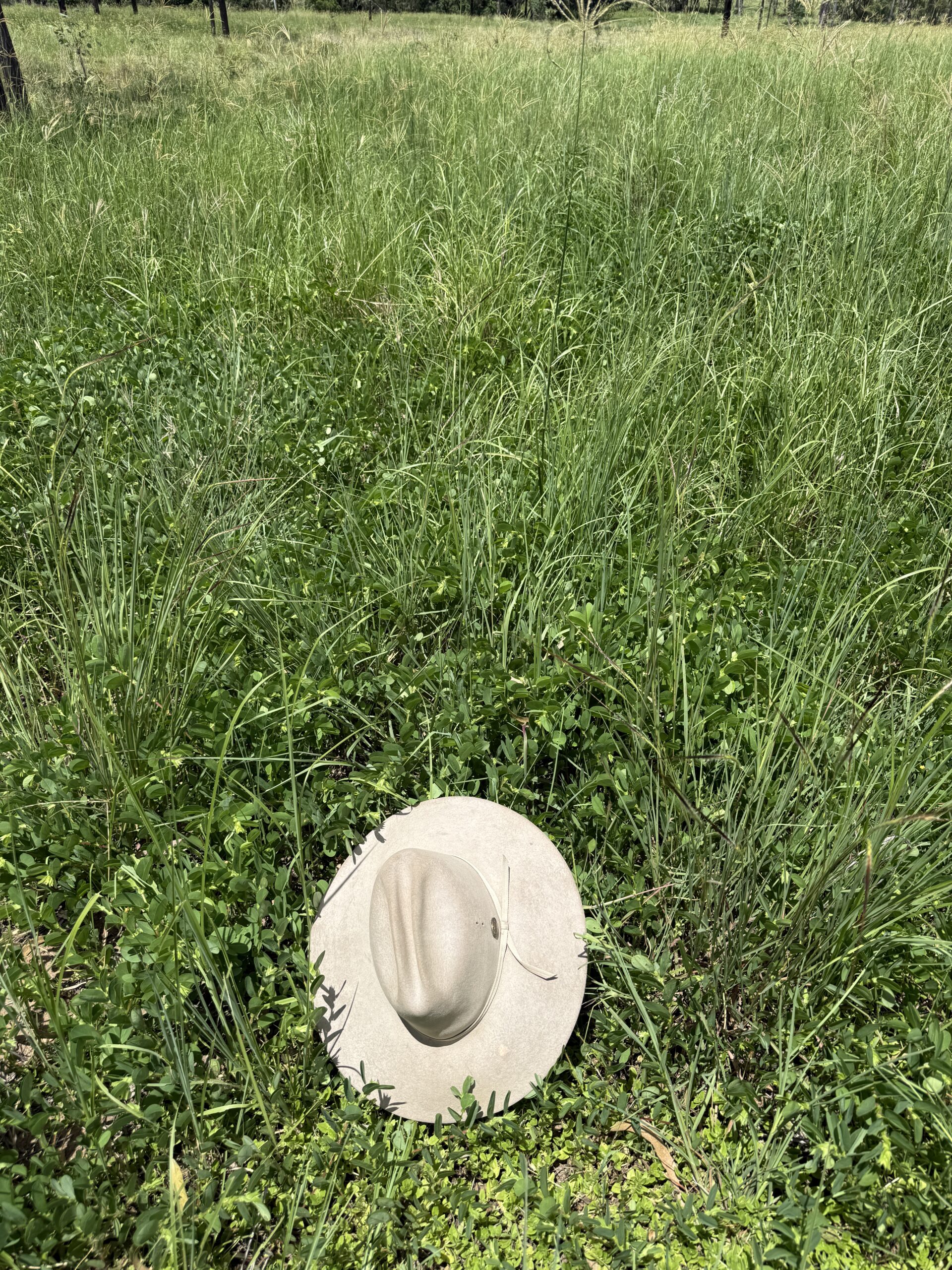 Hat sitting in Rhodes grass and wynn cassia pasture.