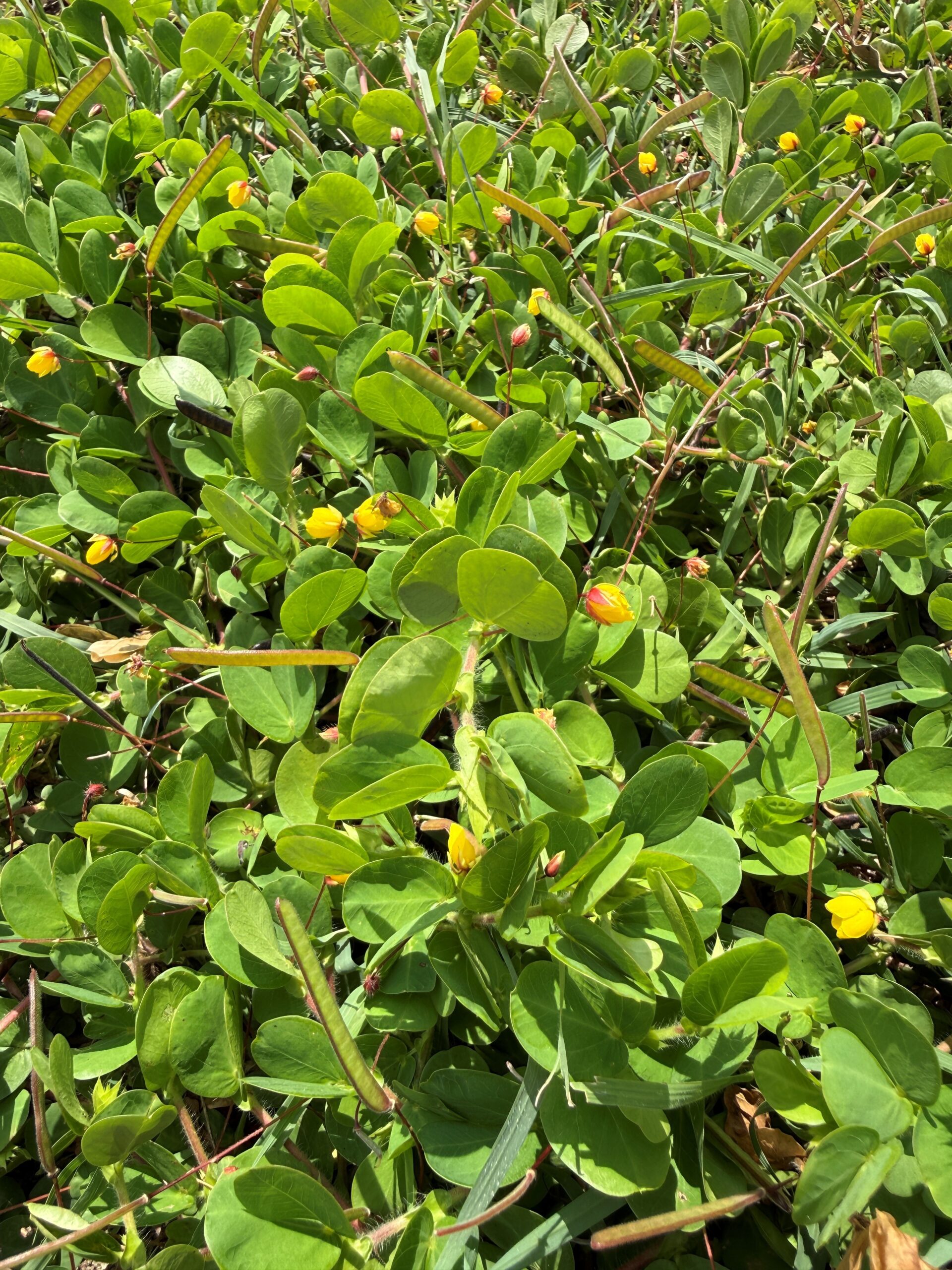 Close up of a green plant with alternate bifoliate leaves coming off one main stem.
