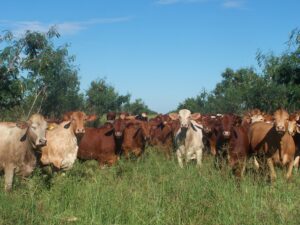Steers grazing leucaena grass pasture