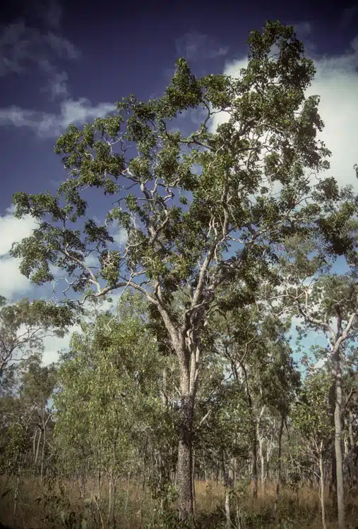 Rundown Buffel pasture has responded well to urea fertiliser - green, leafy growth