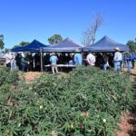 Participants of the DDRF field day standing in front of a crop and under gazebos.