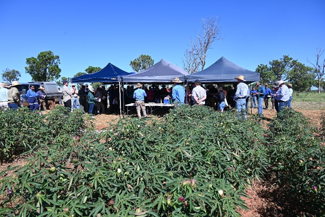 Participants of the DDRF field day standing in front of a crop and under gazebos.
