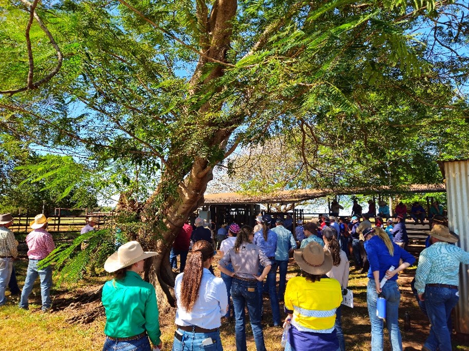 DDRF field day attendees stand around the crush at the cattle yards.