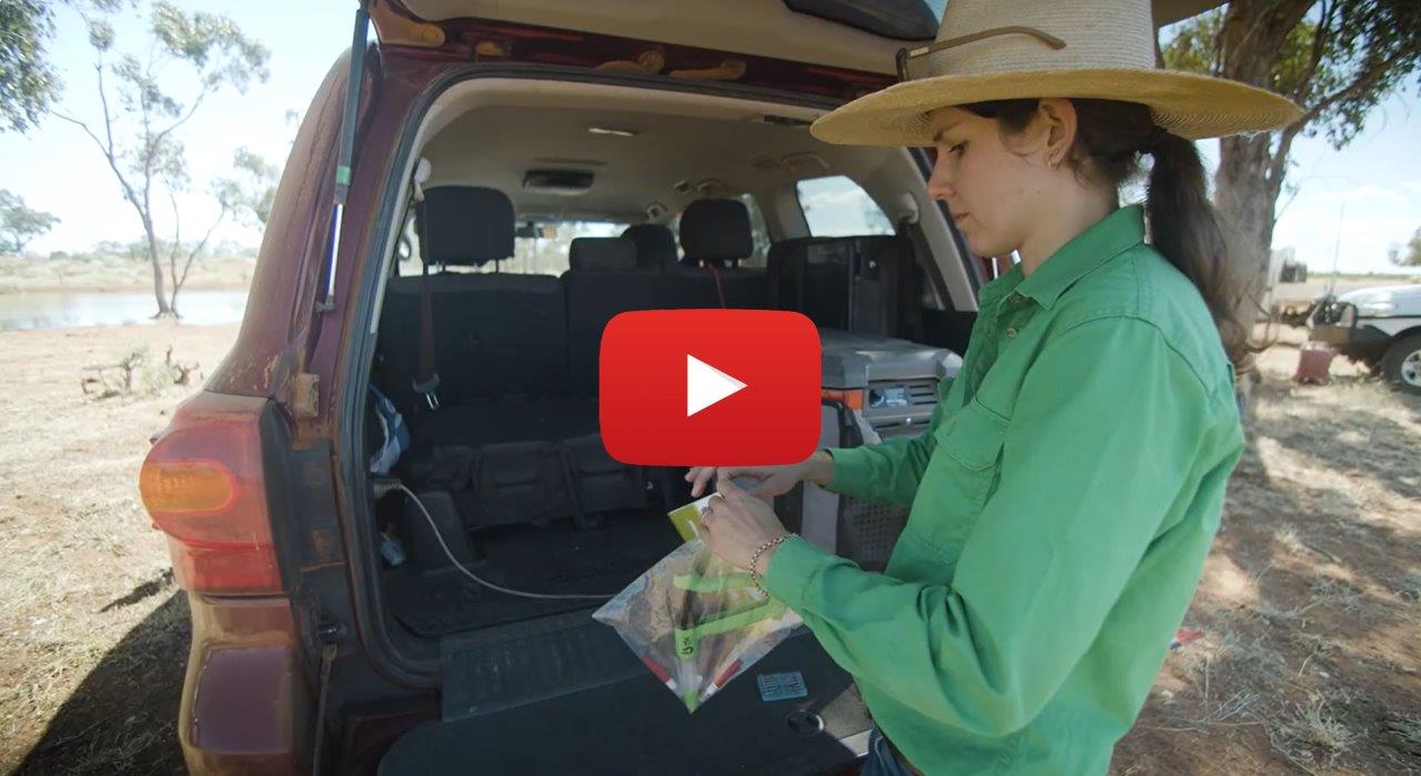 Former DPI Extension Officer Andrea McKenzie assembles a new vaccination gun behind a vehicle