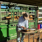 A cow in a crush while someone enters data onto a ruggedised laptop