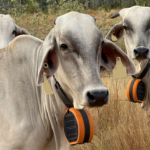 Cow wearing Gallagher virtual fencing collar.