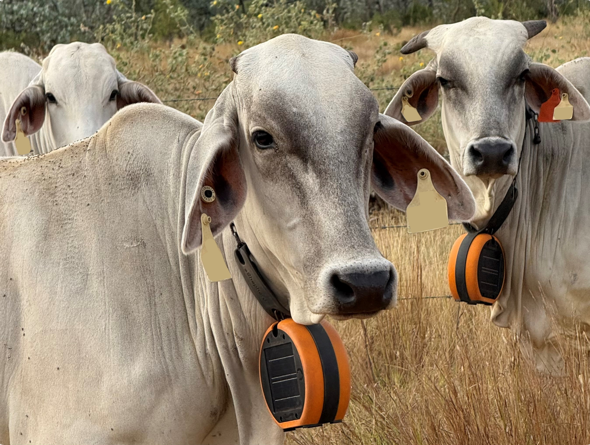 Cow wearing Gallagher virtual fencing collar.